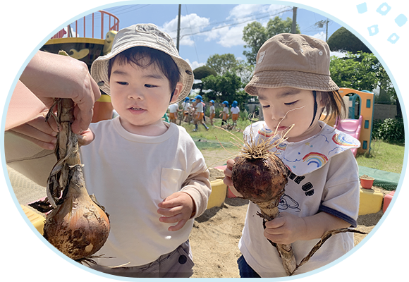 野菜の収穫